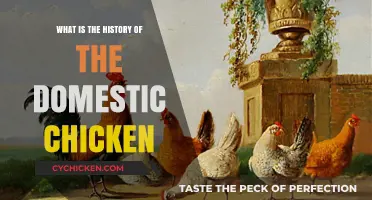 The Fascinating History of Domestic Chickens: From Junglefowl to Farmyards