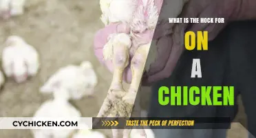Understanding the Purpose of a Chicken's Hock: A Quick Guide