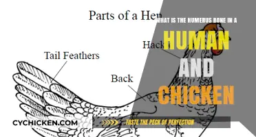 Humerus Bone: Humans and Chickens Compared