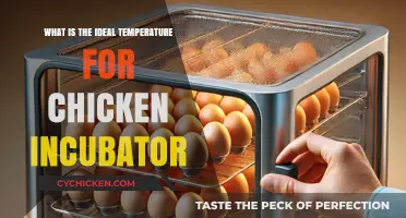Perfect Hatching Conditions: Ideal Chicken Incubator Temperature Guide