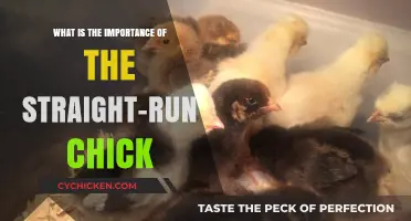 Straight-Run Chicks: Why They're Important for Breeders