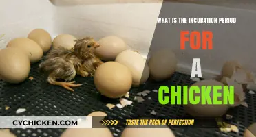 Understanding the Chicken Egg Incubation Period: A Comprehensive Guide