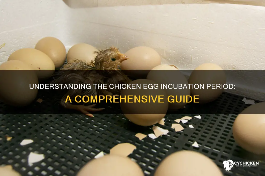 what is the incubation period for a chicken