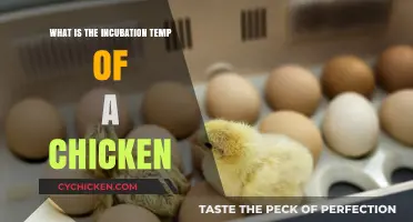 Optimal Chicken Egg Incubation Temperature: A Comprehensive Guide