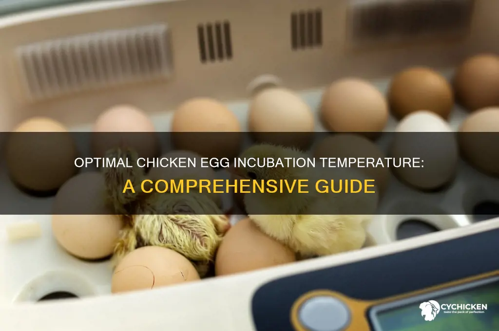 what is the incubation temp of a chicken