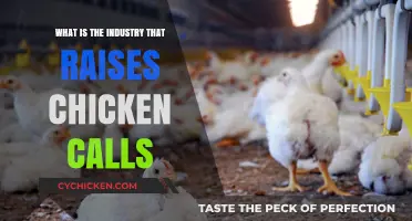 Understanding the Poultry Industry: Raising Chickens and Its Global Impact