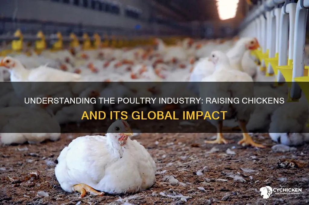 what is the industry that raises chicken calls