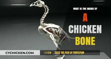 Unveiling the Surprising Structure Inside Chicken Bones: A Detailed Look