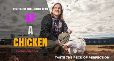 Unveiling the Surprising Intelligence of Chickens: Beyond the Barnyard Stereotype