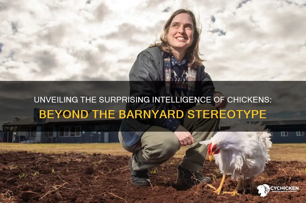 what is the intelligence level of a chicken