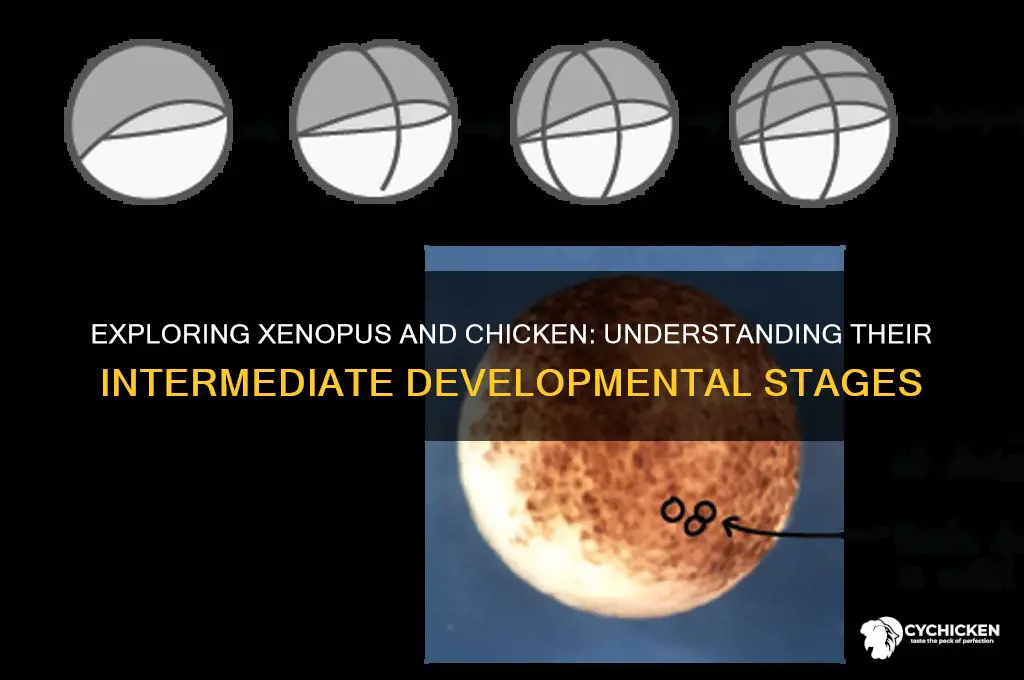 what is the intermediate of xenopus and chicken