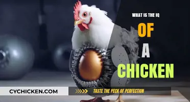 Unveiling the Surprising Intelligence of Chickens: Their IQ Explained
