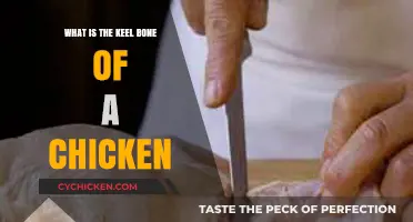 Understanding the Keel Bone: A Vital Part of a Chicken's Anatomy