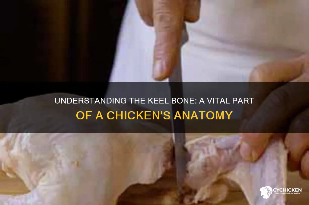 what is the keel bone of a chicken