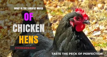 Discover the Majestic Jersey Giant: Largest Chicken Breed