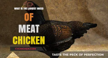 Discovering the Largest Meat Chicken Breed: A Comprehensive Guide