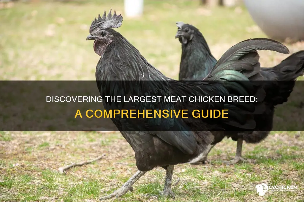 what is the largest breed of meat chicken