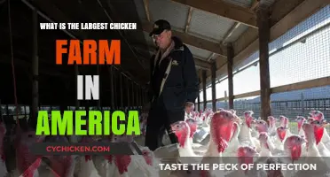 Exploring America's Largest Chicken Farm: Size, Operations, and Impact