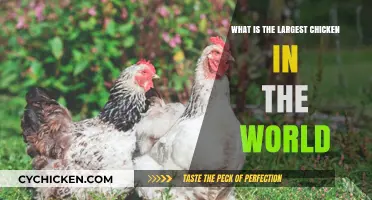 Discovering the World's Largest Chicken Breed: A Giant Among Poultry