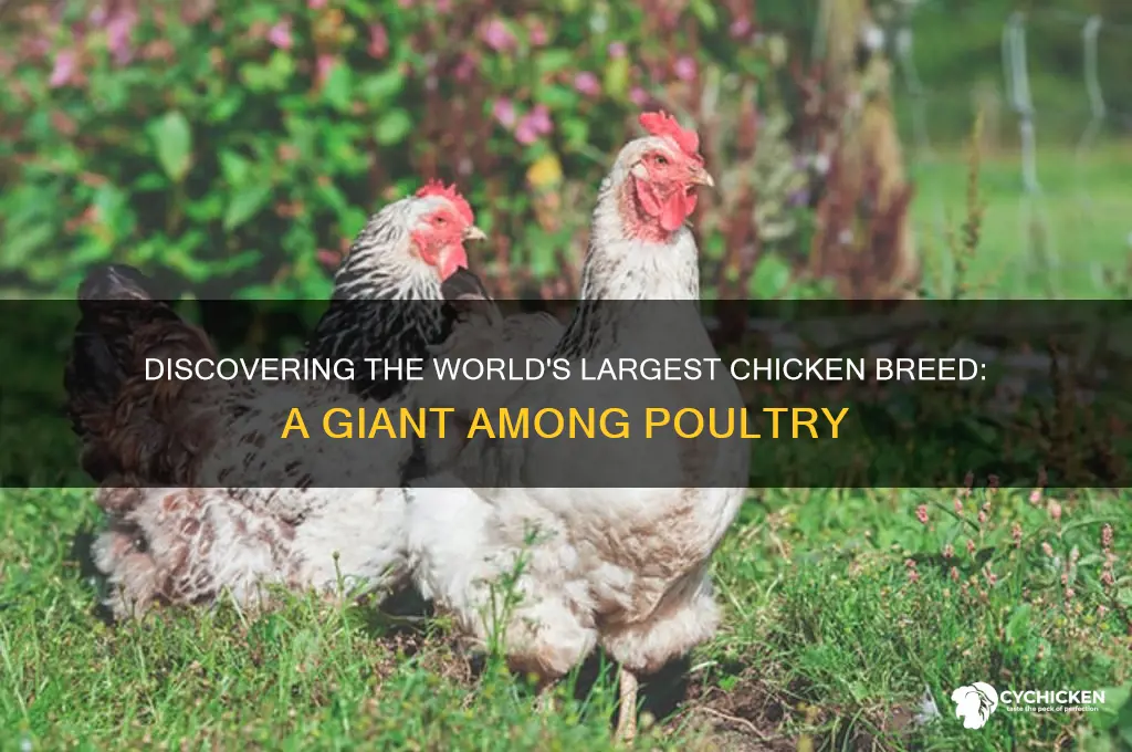 what is the largest chicken in the world
