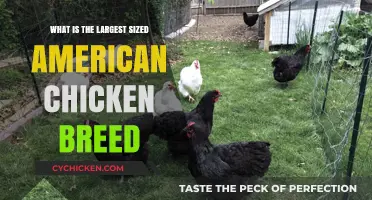 Discovering America's Largest Chicken Breed: Size, History, and Care Tips