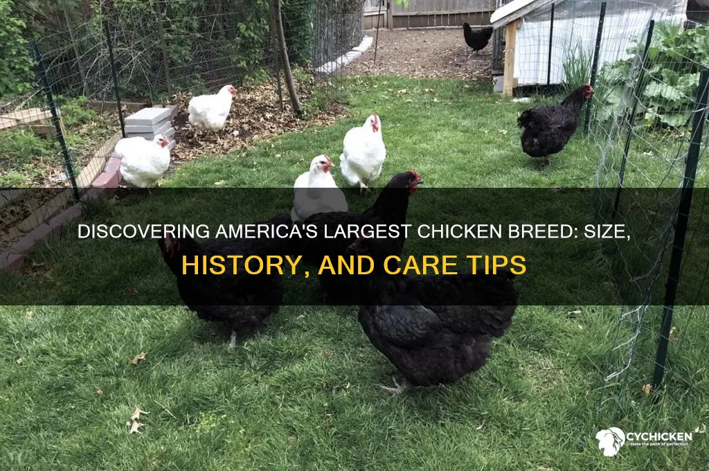 what is the largest sized american chicken breed