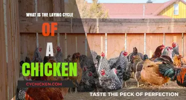 Understanding the Natural Laying Cycle of Chickens: A Comprehensive Guide