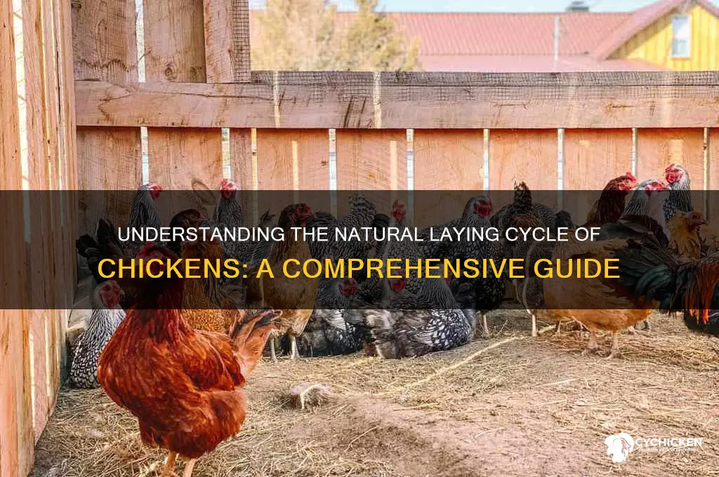 what is the laying cycle of a chicken