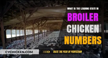 Broiler Capital: Which State Leads in Chicken Numbers?
