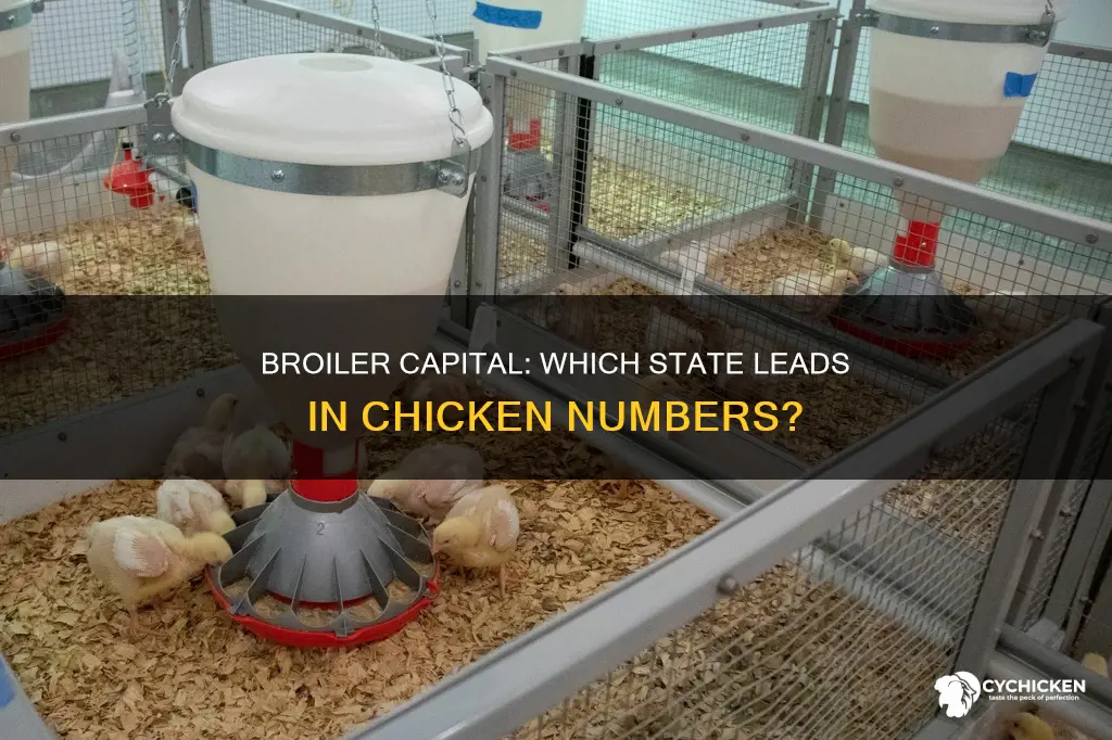 what is the leading state in broiler chicken numbers
