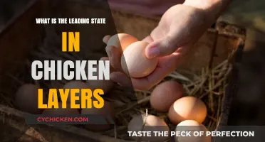 Top State for Chicken Egg Production: A Comprehensive Analysis