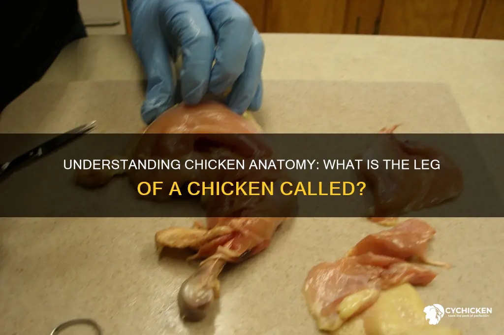 what is the leg of a chicken called