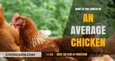 Average Chicken Size: Understanding the Typical Length of Chickens