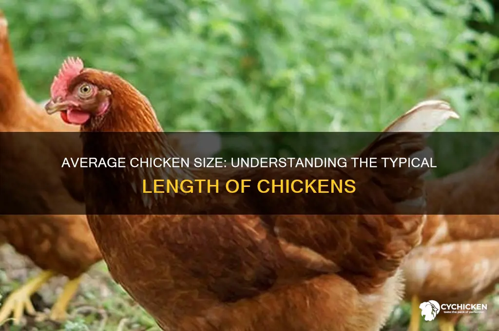 what is the length of an average chicken