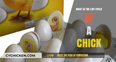From Egg to Chick: Understanding the Fascinating Life Cycle