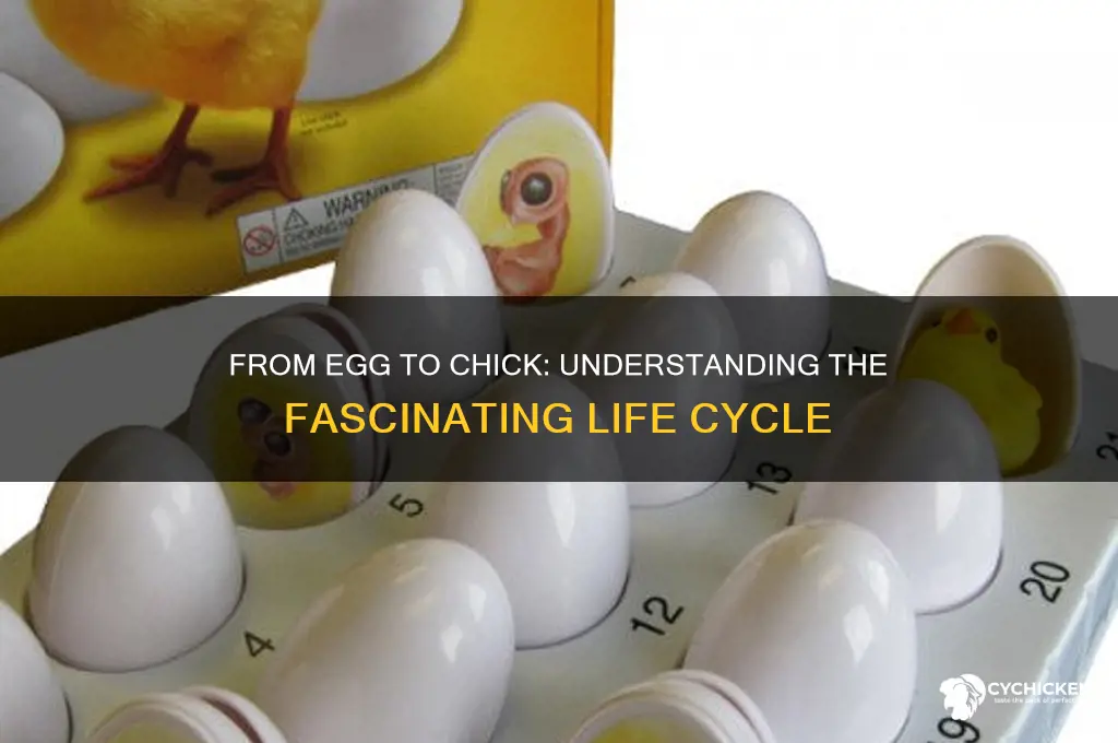 what is the life cycle of a chick