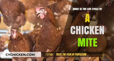 Chicken Mite Life Cycle: A Comprehensive Overview