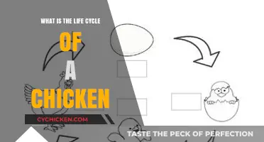 From Egg to Flock: Understanding the Chicken's Life Cycle