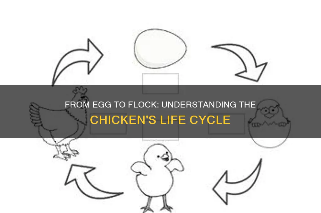 what is the life cycle of a chicken