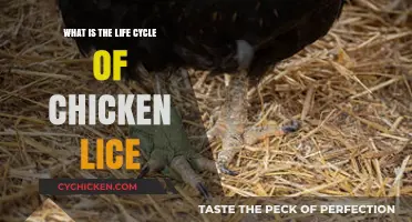 Understanding the Complete Life Cycle of Chicken Lice: A Comprehensive Guide