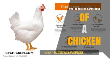 Understanding the Average Lifespan of Chickens: Factors and Care Tips