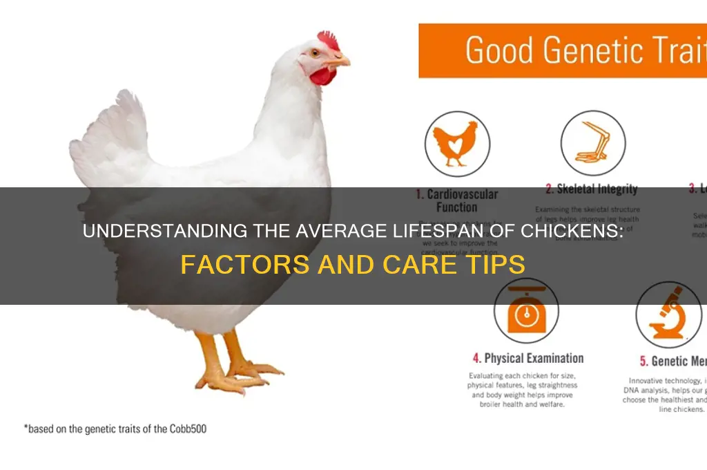 what is the life expectancy of a chicken