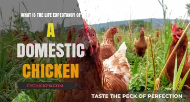 How Long Do Pet Chickens Typically Live?