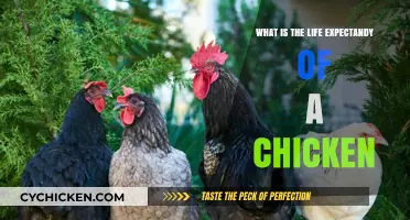 Understanding the Average Lifespan of Chickens: Factors and Care Tips