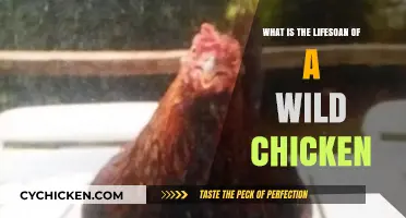 Wild Chicken Lifespan: Understanding Their Natural Survival in the Wild