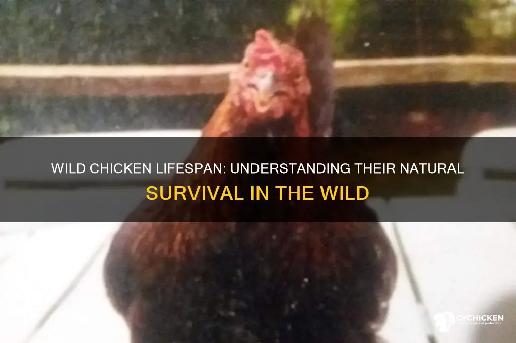what is the lifesoan of a wild chicken