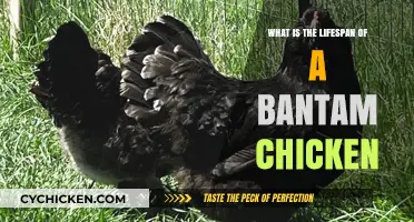 Understanding the Average Lifespan of Bantam Chickens: A Comprehensive Guide