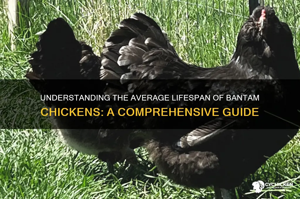 what is the lifespan of a bantam chicken