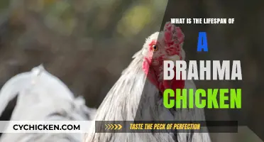 Brahma Chicken Lifespan: Understanding Their Longevity and Care Needs