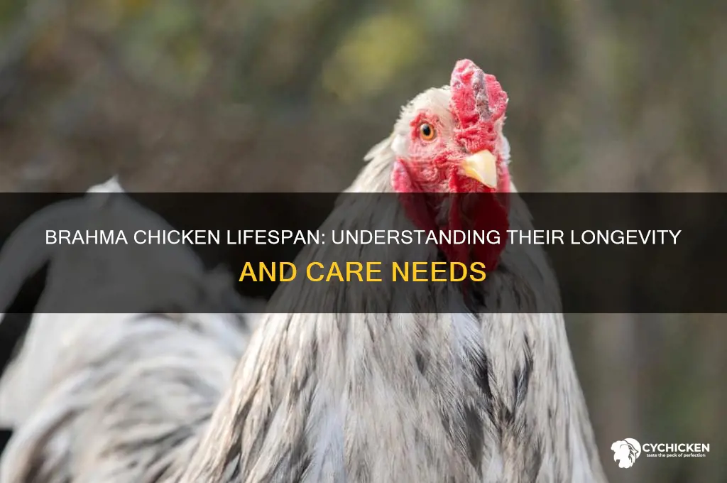 what is the lifespan of a brahma chicken
